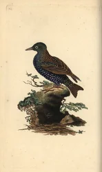 Étourneau sansonnet, Sturnus vulgaris. Gravure à la main en cuivre dessinée et gravée par Edward Donovan de son propre « Histoire naturelle des oiseaux britanniques », Londres