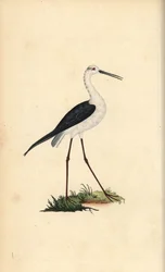 Échasse blanche, Himantopus himantopus