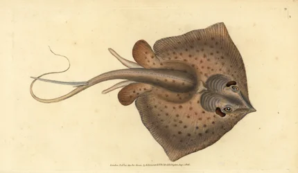Raie commune, Dasyatis pastinaca