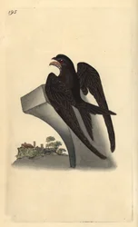 Martinet noir, Apus apus