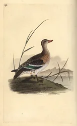 Sarcelle d