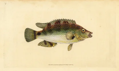 Girelle commune, Symphodus melops. Gravure à la main par Edward Donovan de son "Histoire naturelle des poissons britanniques"