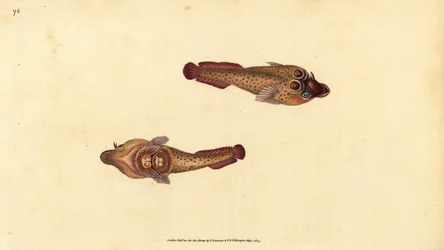 Ventouse cornouaillaise, Lepadogaster purpurea. Gravure à la main en cuivre dessinée et gravée par Edward Donovan de son Histoire naturelle des poissons britanniques, Donovan et F.C. et J. Rivington, Londres