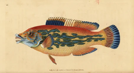Labre coucou, Labrus mixtus (Labre rayé, Labrus variegatus). Gravure à la main en cuivre dessinée et gravée par Edward Donovan de son Histoire naturelle des poissons britanniques, Donovan et F.C. et J. Rivington, Londres