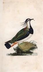 Vanneau huppé. Vanellus vanellus. Gravure sur cuivre par Edward Donovan, publiée dans "Histoire naturelle des oiseaux britanniques"