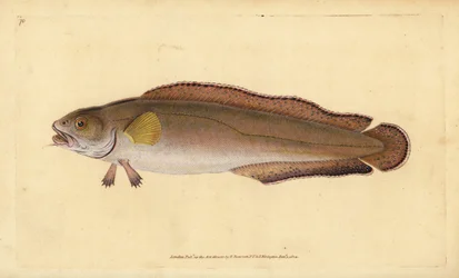 Brosme ou tusk, Brosme brosme. Gravure à la main en cuivre dessinée et gravée par Edward Donovan de son Histoire naturelle des poissons britanniques, Donovan et F.C. et J. Rivington, Londres