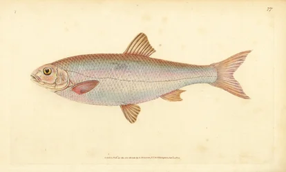 Vandoise, Leuciscus leuciscus. Gravure à la main en cuivre colorée par Edward Donovan