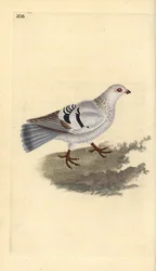 Pigeon domestique, Columba livia domestica