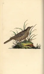 Alouette sombre, Pinarocorys nigricans
