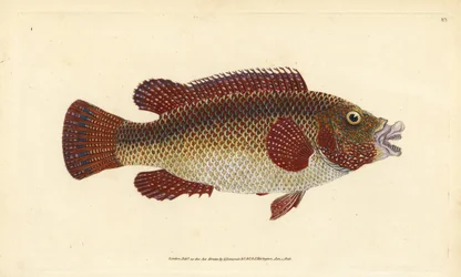 Crénilabre paon de l