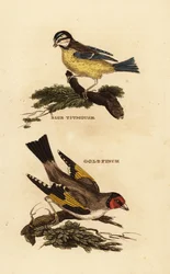 Mésange bleue, Cyanistes caeruleus, et Chardonneret élégant, Carduelis carduelis