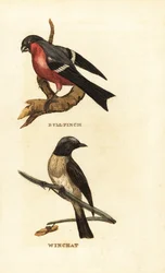 Bouvreuil pivoine, Pyrrhula pyrrhula, et tarier des prés, Saxicola rubetra