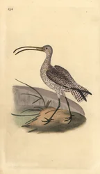 Courlis cendré, Numenius arquata
