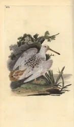 Bécasse des bois eurasienne aux pieds blancs, Scolopax rusticola. Gravure sur cuivre coloriée à la main, dessinée et gravée par Edward Donovan, tirée de sa propre „Natural History of British Birds“, Londres