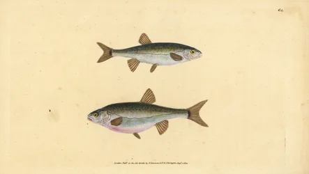 Vairon, Phoxinus phoxinus. Gravure à la main par Edward Donovan de son "Histoire naturelle des poissons britanniques"