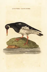 Huîtrier pie, Haematopus ostralegus