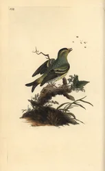 Tarin des aulnes, Carduelis spinus
