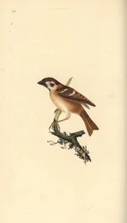 Moineau friquet, Passer montanus. Gravure à la main en cuivre dessinée et gravée par Edward Donovan de son propre « Histoire naturelle des oiseaux britanniques », Londres
