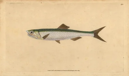Anchois européen, Engraulis encrasicolus. Gravure à la main en cuivre dessinée et gravée par Edward Donovan de son Histoire naturelle des poissons britanniques, Donovan et F.C. et J. Rivington, Londres