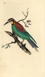 Guêpier d
