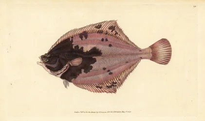 Plie européenne, Platichthys flesus. Gravure à la main en cuivre dessinée et gravée par Edward Donovan de son Histoire naturelle des poissons britanniques, Donovan et F.C. et J. Rivington, Londres