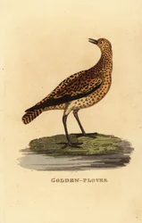 Pluvier doré européen, Pluvialis apricaria