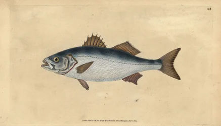 Bar européen, Dicentrarchus labrax (Basse, Perca labrax). Gravure à la main en cuivre dessinée et gravée par Edward Donovan de son Histoire naturelle des poissons britanniques, Donovan et F.C. et J. Rivington, Londres