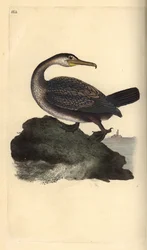 Cormoran huppé, Phalacrocorax aristotelis