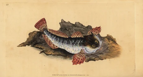 Père lasher ou scorpion de mer, Myoxocephalus scorpius (Cottus scorpius). Gravure à la main en cuivre dessinée et gravée par Edward Donovan de son Histoire naturelle des poissons britanniques, Donovan et F.C. et J. Rivington, Londres