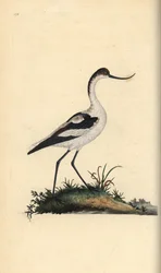Avocette élégante, Recurvirostra avosetta. Gravure à la main en cuivre dessinée et gravée par Edward Donovan de son Histoire naturelle des oiseaux britanniques, Londres
