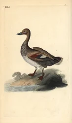 Canard chipeau (mâle), Anas strepera. Gravure sur cuivre colorée à la main tirée de l