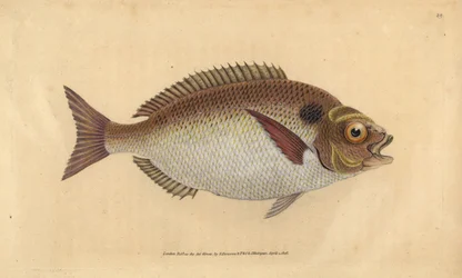 Dorade royale ou dorade lunulée, Sparus aurata. Gravure à la main en cuivre dessinée et gravée par Edward Donovan de son Histoire naturelle des poissons britanniques, Donovan et F.C. et J. Rivington, Londres