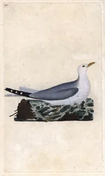 Goéland cendré. Larus canus. Gravure en cuivre par Edward Donovan (1768-1837), publiée dans Histoire naturelle des oiseaux britanniques, Londres