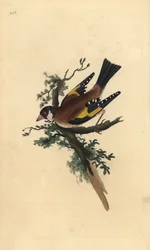 Chardonneret élégant, Carduelis carduelis. Gravure à la main en cuivre dessinée et gravée par Edward Donovan de son propre "Histoire naturelle des oiseaux britanniques," Londres