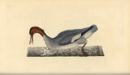 Harle bièvre, Mergus merganser, femelle. Gravure à la main en cuivre dessinée et gravée par Edward Donovan de son Histoire naturelle des oiseaux britanniques, Londres