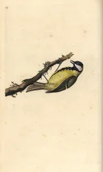 Mésange charbonnière, Parus major