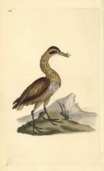 Butor étoilé, Botaurus stellaris. Gravure sur cuivre colorée à la main tirée de l