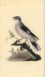 Pie-grièche grise (femelle), Lanius excubitor. Gravure à la main en cuivre dessinée et gravée par Edward Donovan de son propre "Histoire naturelle des oiseaux britanniques," Londres