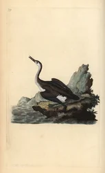 Plongeon imbrin, Gavia immer. Gravure à la main en cuivre dessinée et gravée par Edward Donovan de son Histoire naturelle des oiseaux britanniques, Londres