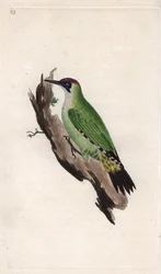 Pic vert, Picus viridis