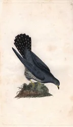 Coucou gris. Cuculus canorus