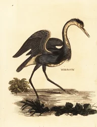 Héron cendré, Ardea cinerea