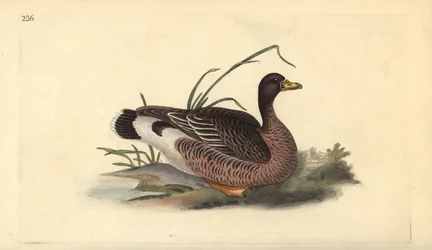 Oie cendrée. Gravure à la main par Edward Donovan de son Histoire naturelle des oiseaux britanniques