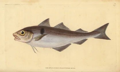 Églefin, Melanogrammus aeglefinus. Gravure à la main par Edward Donovan de son "Histoire naturelle des poissons britanniques"
