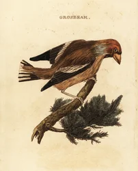 Gros-bec casse-noyaux, Coccothraustes coccothraustes