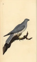 Busard Saint-Martin. Gravure à la main par Edward Donovan de son Histoire naturelle des oiseaux britanniques