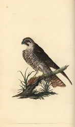Faucon hobereau, Falco subbuteo, avec une patte sur un oiseau mort