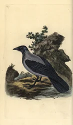 Corneille mantelée, Corvus cornix. Gravure à la main en cuivre dessinée et gravée par Edward Donovan de son propre « Histoire naturelle des oiseaux britanniques », Londres