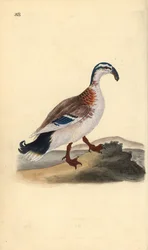 Canard à bec crochu, Anas platyrhynchos