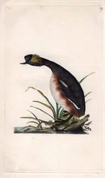 Grèbe cornu ou grèbe oreillard. Podiceps auritus (Colymbus auritus)